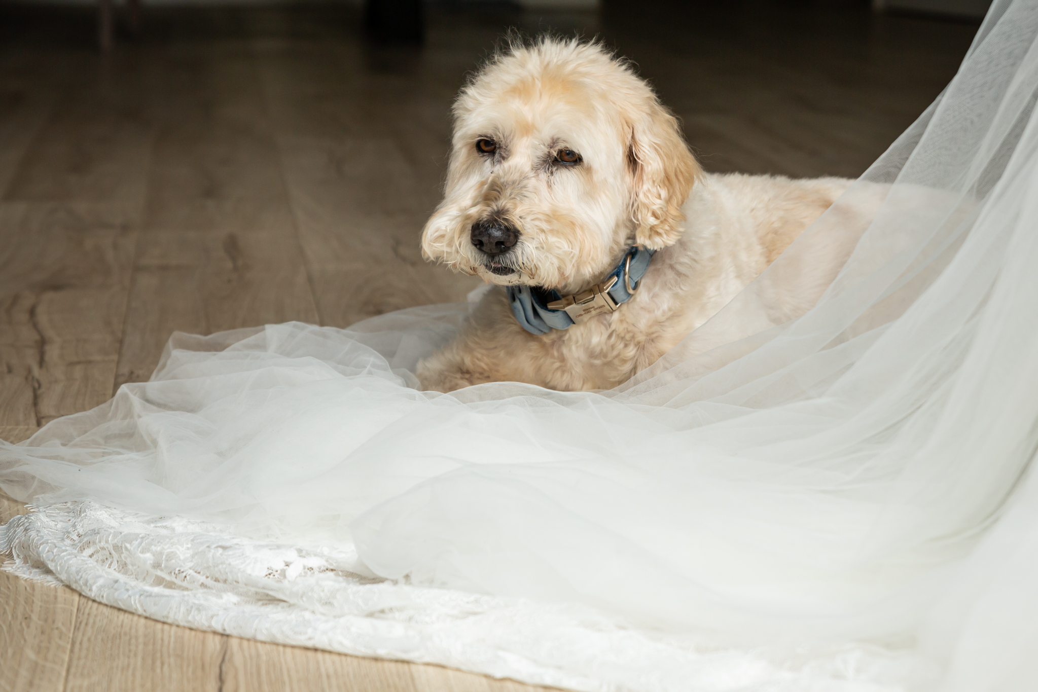 Hond ligt op de sluier van de trouwjurk bij de bruid thuis tegen het aankleden.
